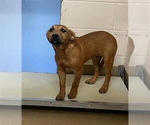 American Pit Bull Terrier-Labrador Retriever Mix Dogs for adoption in Belleville, IL, USA