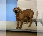 Small American Pit Bull Terrier-Labrador Retriever Mix