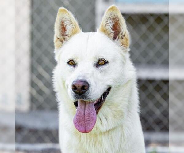Medium Photo #2 German Shepherd Dog Puppy For Sale in Camarillo, CA, USA