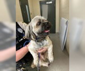 Lhasa Apso Dogs for adoption in Virginia Beach, VA, USA