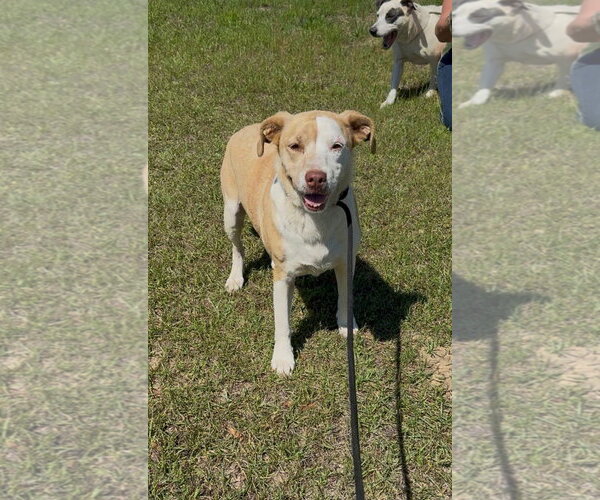 Medium Photo #1 Mutt Puppy For Sale in Rockaway, NJ, USA