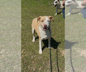 Mutt Dogs for adoption in Rockaway, NJ, USA