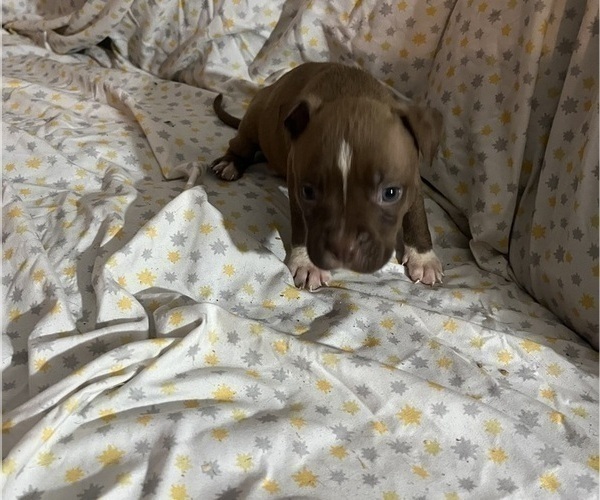 Medium Photo #2 American Pit Bull Terrier Puppy For Sale in BUFFALO, NY, USA