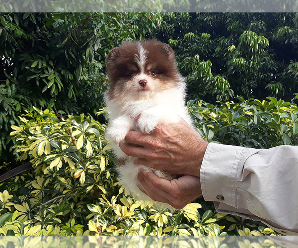 Medium Photo #15 Pomeranian Puppy For Sale in WEST PALM BEACH, FL, USA
