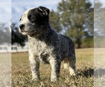 Small #2 Australian Cattle Dog