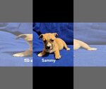 Small Photo #4 Labrador Retriever-Unknown Mix Puppy For Sale in Brooksville, FL, USA