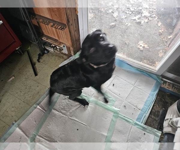 Medium Photo #1 Labrador Retriever Puppy For Sale in REXFORD, NY, USA