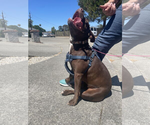 Medium Photo #7 American French Bull Terrier Puppy For Sale in Berkeley, CA, USA