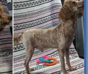 Mother of the Poodle (Toy) puppies born on 12/27/2024