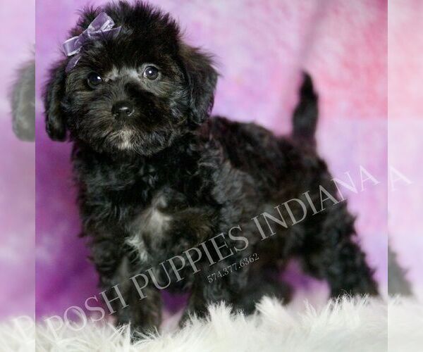Medium Photo #31 Morkie Puppy For Sale in WARSAW, IN, USA