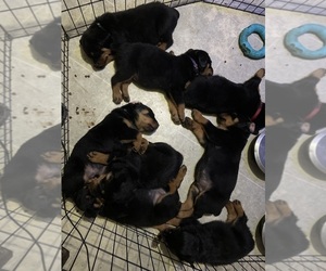 Rottweiler Puppy for sale in DADE CITY, FL, USA