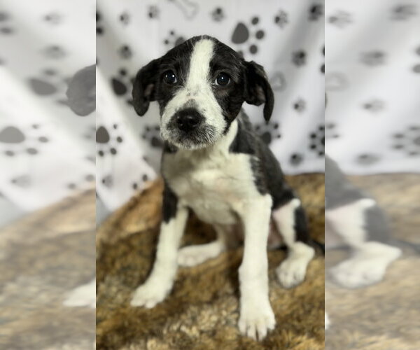 Medium Photo #1 Pointer-Unknown Mix Puppy For Sale in SHERBURNE, NY, USA