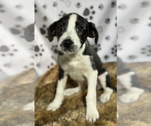 Pointer-Unknown Mix Dogs for adoption in SHERBURNE, NY, USA
