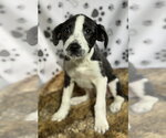 Small Pointer Mix