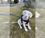 Small Photo #4 Mutt Puppy For Sale in Rockaway, NJ, USA