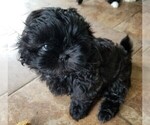 Puppy 2 Shih Tzu