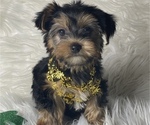 Small Photo #16 Yorkshire Terrier Puppy For Sale in MIAMI, FL, USA