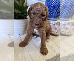 Litter of 9 - Male(s) and Female(s) GoldendoodleLitter of Puppies for Sale - Photo #4