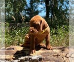 Small Photo #1 Vizsla Puppy For Sale in FONTANELLE, NE, USA
