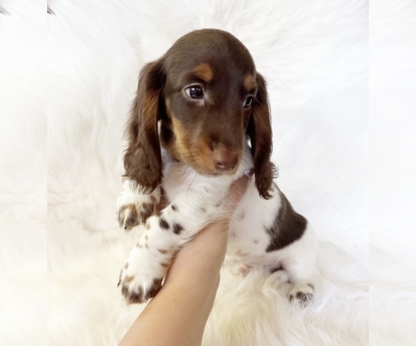 Medium Photo #6 Dachshund Puppy For Sale in DAVIS, CA, USA