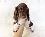 Small #5 Dachshund