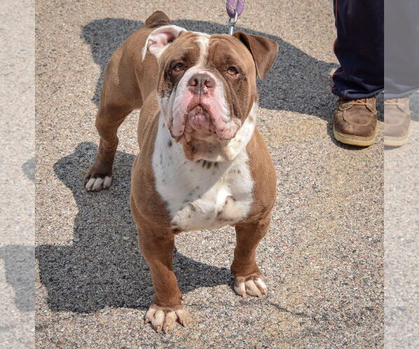 Medium Photo #4 Bulldog Puppy For Sale in Huntley, IL, USA