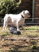 Small Photo #7 English Bulldogge Puppy For Sale in LELAND, NC, USA