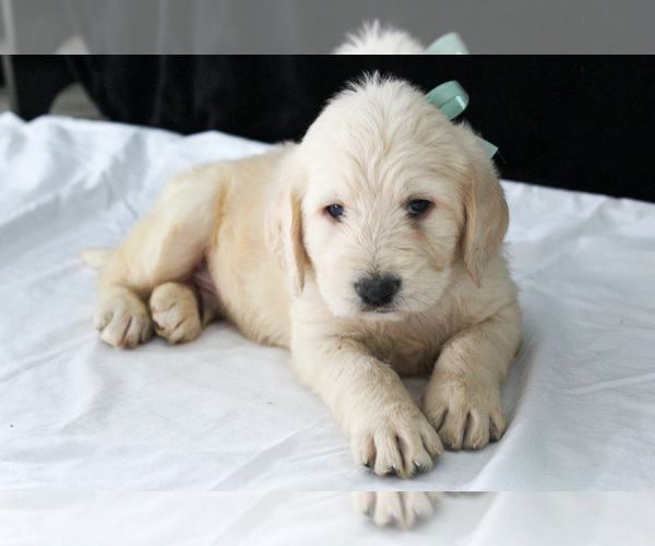 Medium Photo #2 Labradoodle Puppy For Sale in NAPPANEE, IN, USA