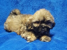 Medium Photo #24 Lhasa Apso Puppy For Sale in BUFFALO, MO, USA