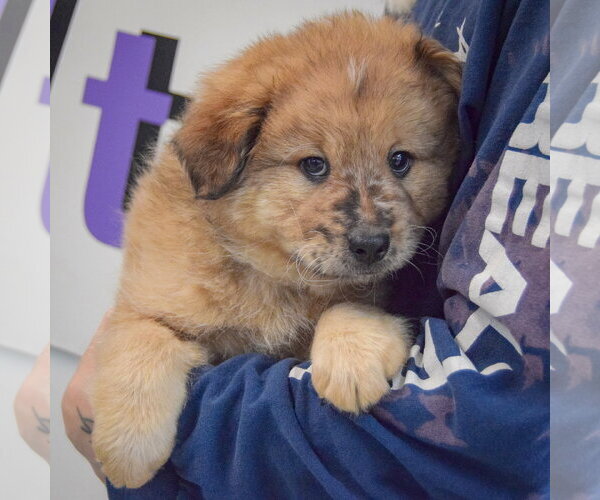 Medium Photo #4 Chow Chow-Unknown Mix Puppy For Sale in Huntley, IL, USA