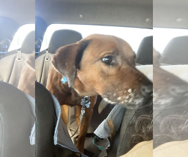 Medium Photo #7 Mutt Puppy For Sale in San Diego, CA, USA