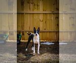 Small #5 Border Collie-Boston Terrier Mix