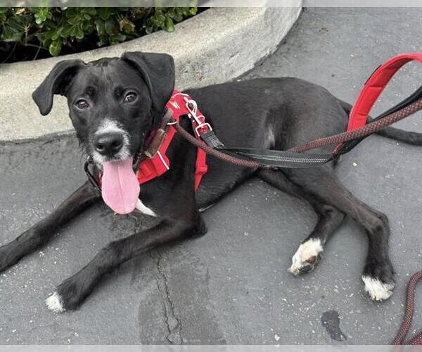 Medium Photo #4 Mutt Puppy For Sale in Martinez, CA, USA