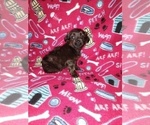Small Photo #10 YorkiePoo Puppy For Sale in LAPEER, MI, USA