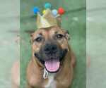 Small #4 American Pit Bull Terrier