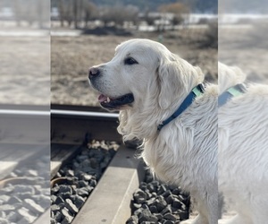 Father of the Golden Retriever puppies born on 06/02/2025