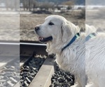 Small Photo #1 Golden Retriever Puppy For Sale in COLVILLE, WA, USA