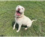Small Chinese Shar-Pei-Labrador Retriever Mix
