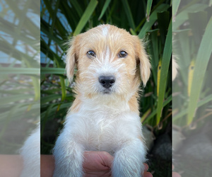 Shorgi Puppy for sale in FAIRBANK, IA, USA