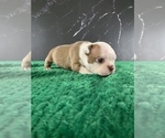 Small #23 Boston Terrier