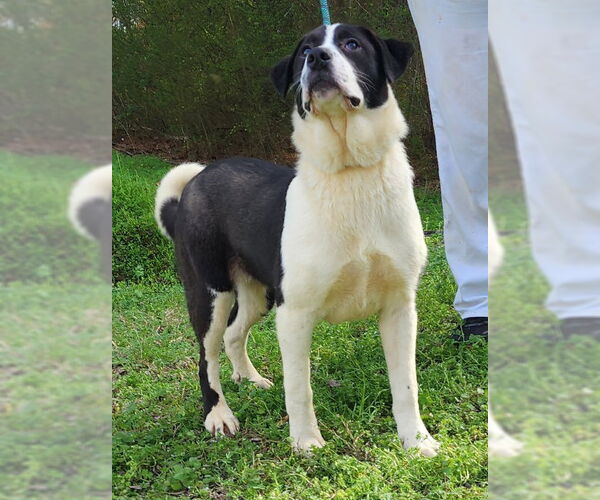 Medium Photo #8 Labrenees Puppy For Sale in Wetumpka, AL, USA