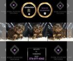Small #4 YorkiePoo