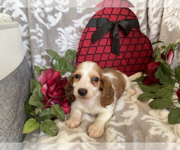 Medium Photo #8 Dachshund Puppy For Sale in SHILOH, OH, USA