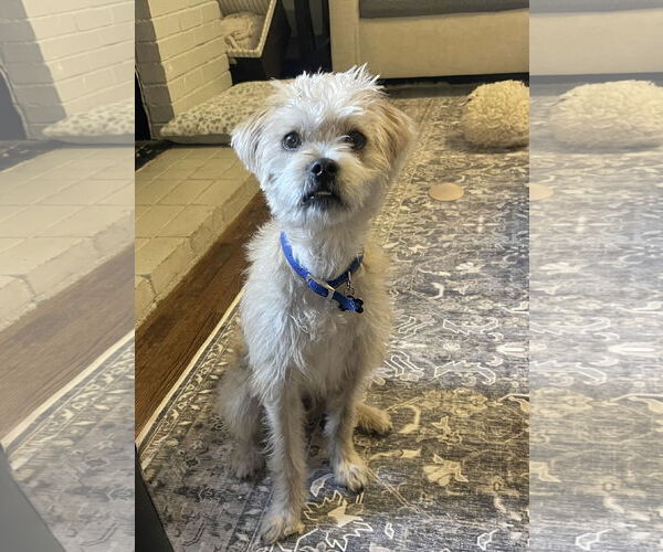 Medium Photo #5 Mutt Puppy For Sale in Fort Worth, TX, USA