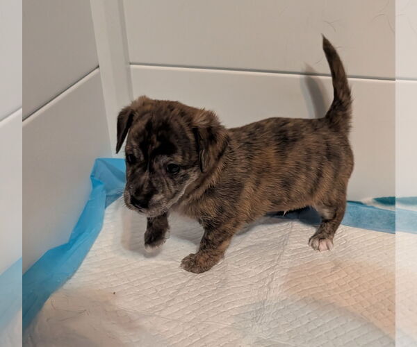 Medium Photo #2 Chiweenie Puppy For Sale in The Woodlands, TX, USA