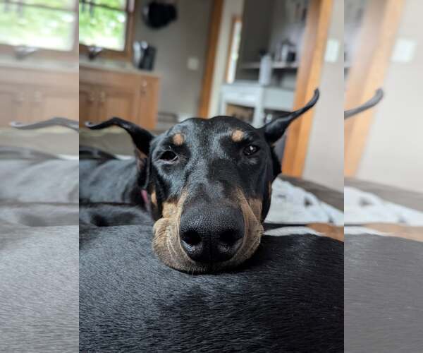 Medium Photo #3 Doberman Pinscher Puppy For Sale in Buffalo, MN, USA
