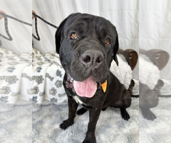 Medium Photo #8 Mastiff Puppy For Sale in Goodyear, AZ, USA