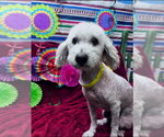 Small #1 Poodle (Miniature)