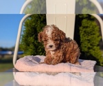 Small #12 Cavapoo (Miniature)