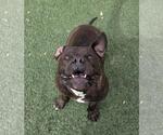 Small #6 American Staffordshire Terrier-Bulldog Mix
